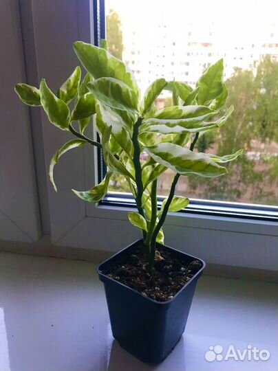 Педилантус