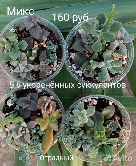 Суккуленты