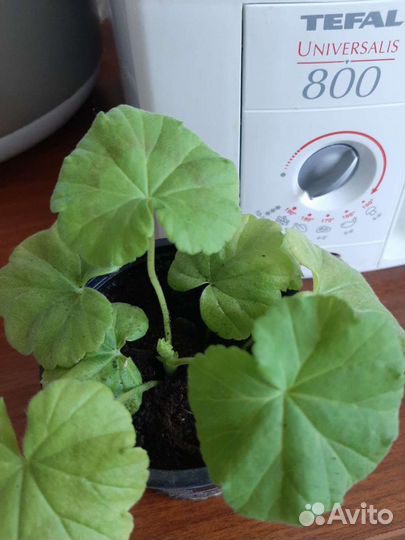 Пеларгония April Snow