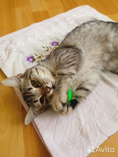 Отдам котёнка подростка