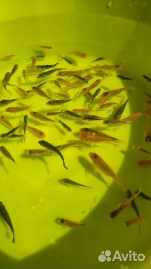 Живая рыба карп кои