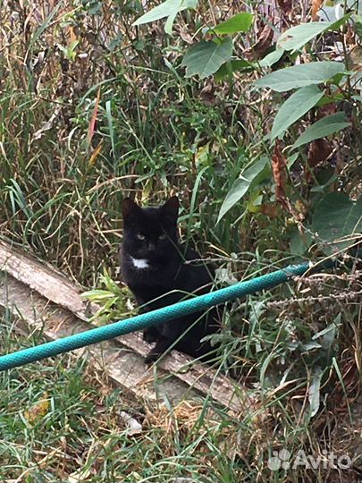 Кошки в дар