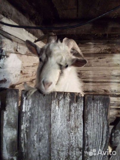 Козлик 6 мес