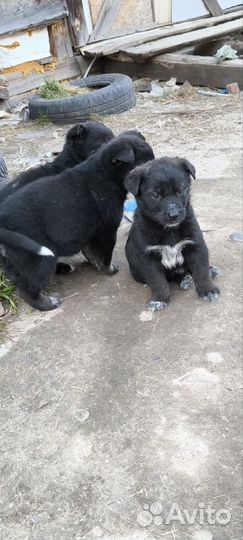 Немецкая овчарка