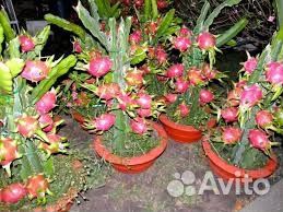 Драконий Фрукт - Питахайя