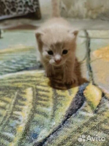Котята бежевого оттенка