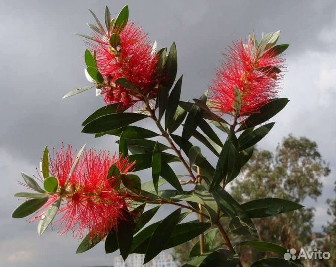 Калистемон