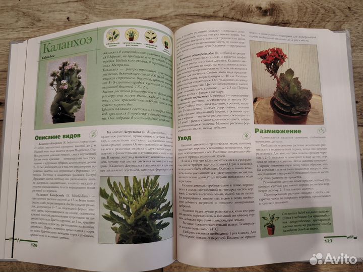 Комнатные растения