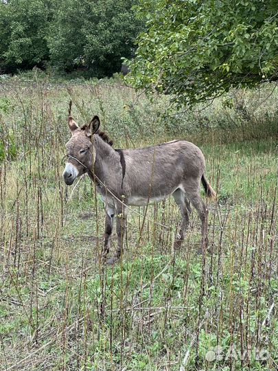 Продается осел или меняю овец