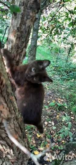 Милейший котик чёрно-шоколадный 3 мес,бесёнок