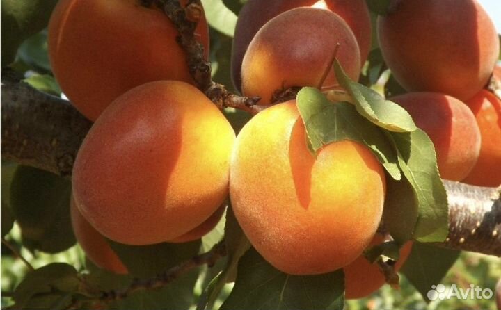 Абрикос Голд Рич