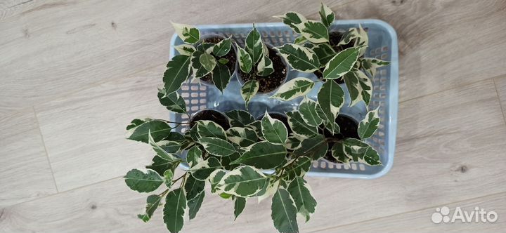 Фикус Твилайт