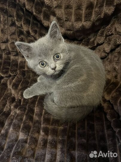 Британские котята