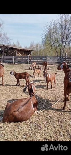 Квас на чистотеле (фермент чистотела)