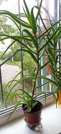 Алоэ столетник