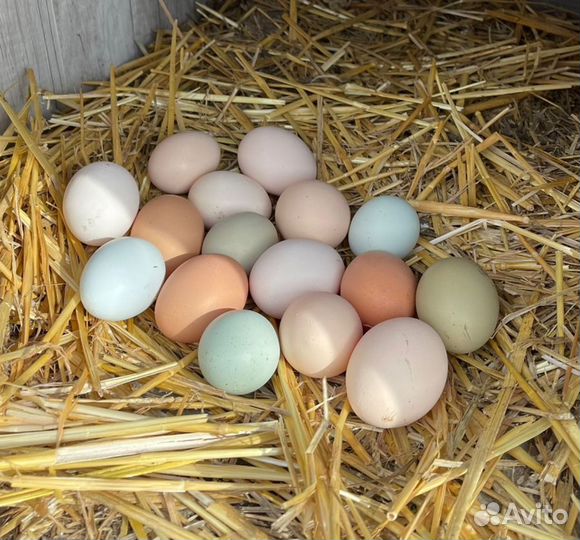 Инкубационное пасхальное цветное яйцо Адыгея Козет