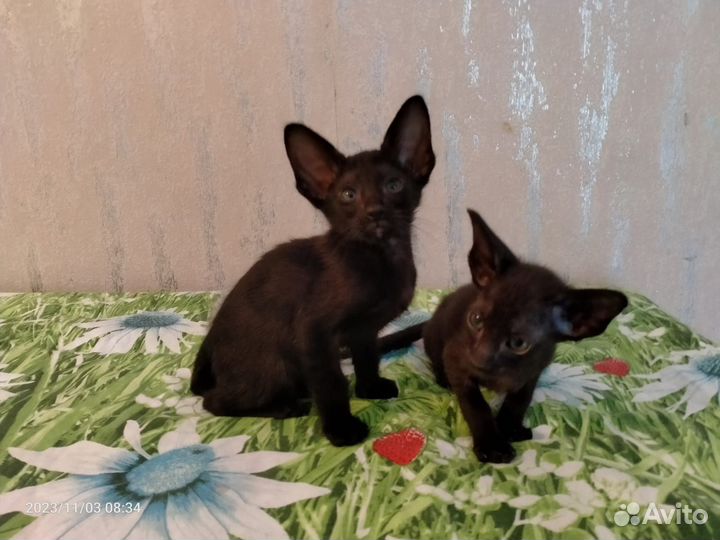 Европейская Бурма