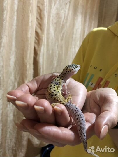 Геккон эублефар