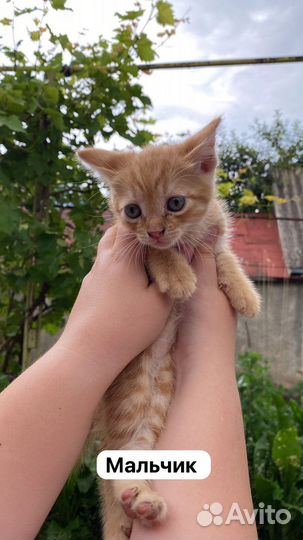 Котята в добрые руки