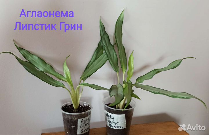 Растения для дома (юкка, ананас, агла, драцена