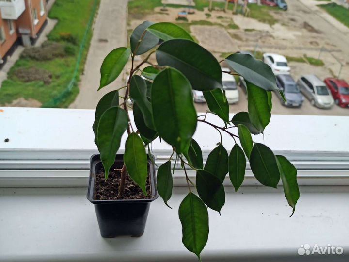 Фикус Бенжамина