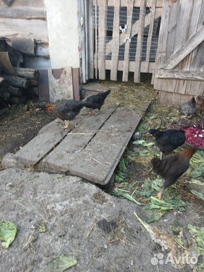 Куры молодки