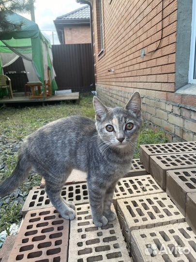 Кошечка в добрые руки