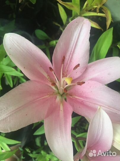 Саженцы лилии