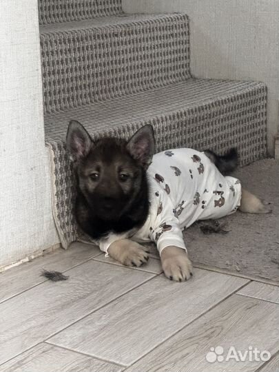 Щенок в добрые руки мальчик полу хаски