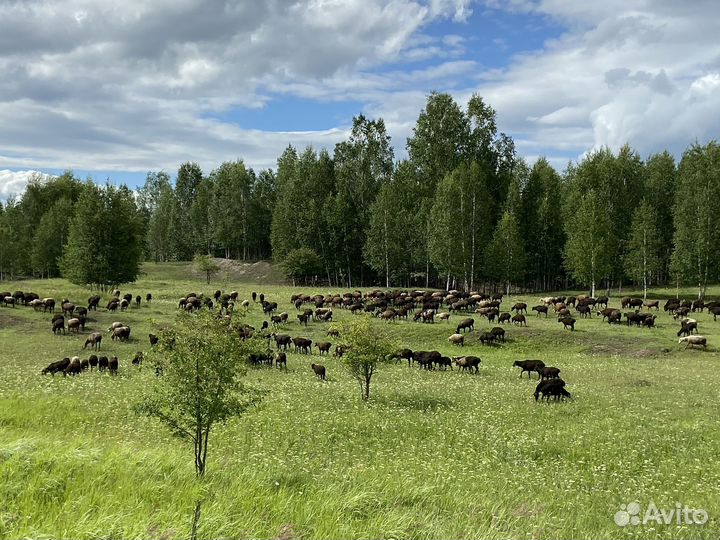 Курдючные бараны овцы