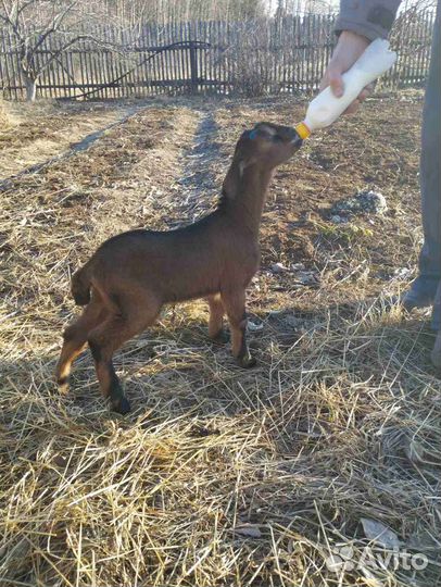 Англо нубийские козлята