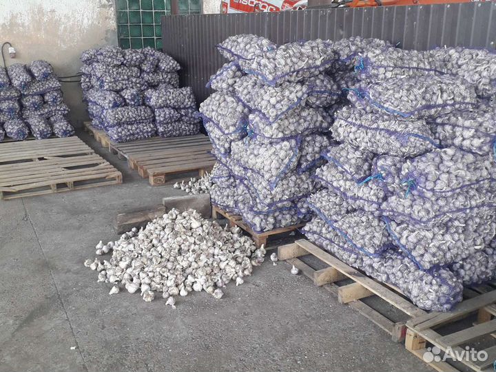 Чеснок озимый семенной 2023