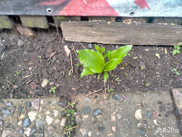 Земляника иХоста