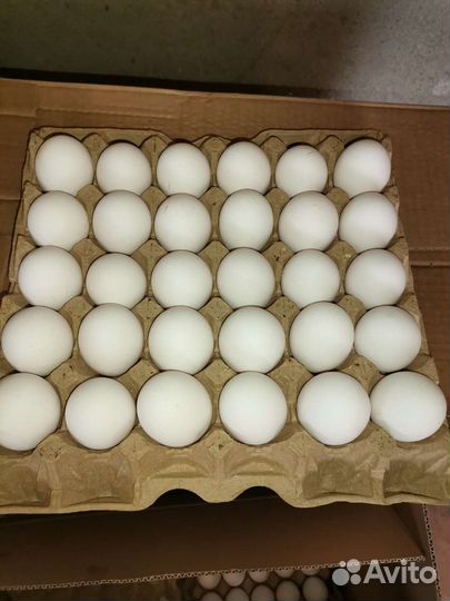 Куриное яйцо, фермерское
