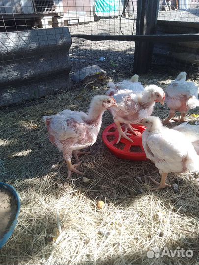 Бройлеры Кобб 500