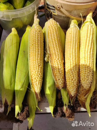 Кукуруза