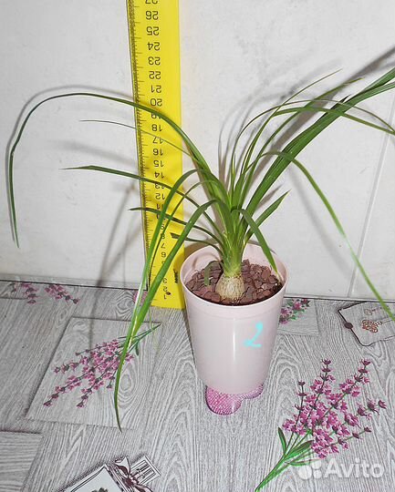 Бокарнея нолина, бутылочное дерево