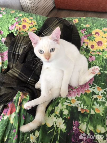 Кошка в дар