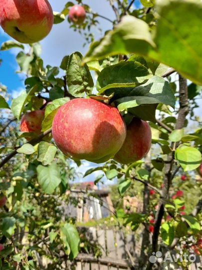 Продам яблоки с погреба