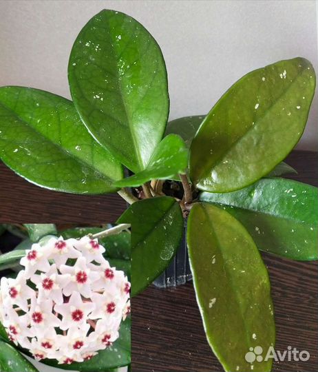 Хойи разные