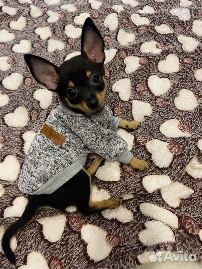 Вязка Мини той-терьер