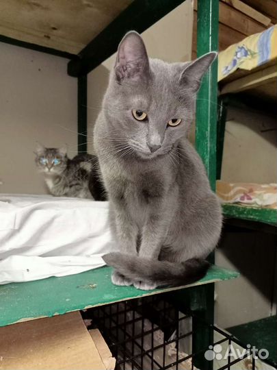 Русская голубая и другие от года