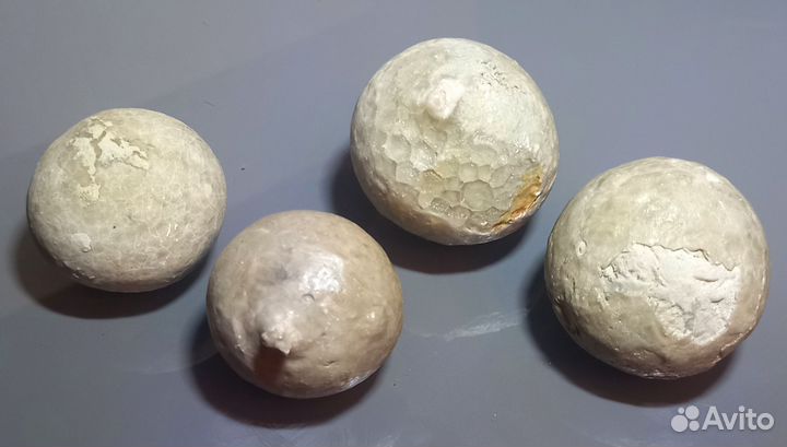 Цистоидея (Морской пузырь)