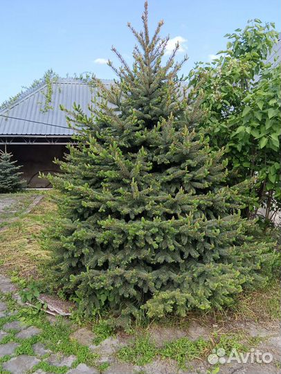 Голубая ель, серебристые, зелёные