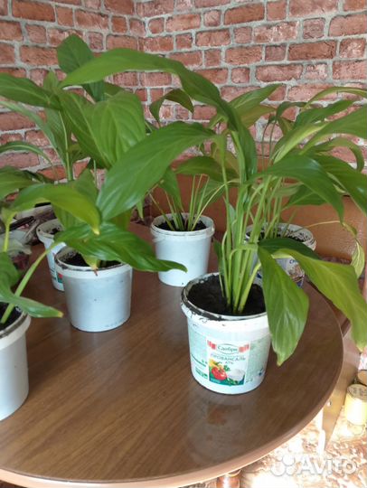 Спатифиллум