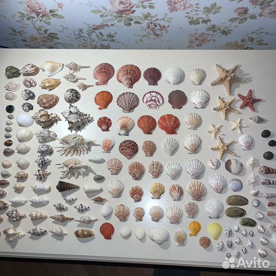 Коллекция ракушек морские ракушки