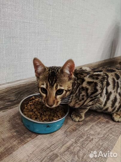 Передержка кошек/котов