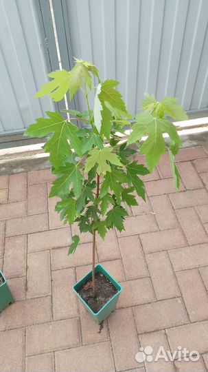 Клен Фламинго на штамбе