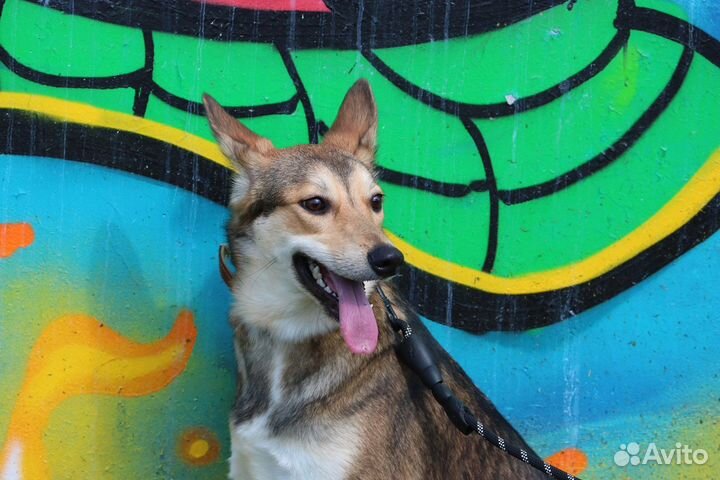 Небольшой кобелек