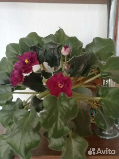 Сортовые фиалки